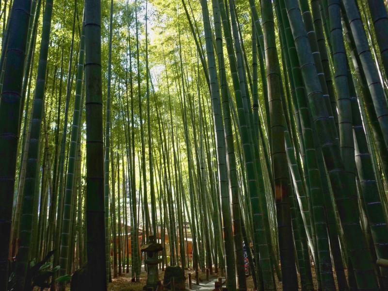 竹がざわめく音色も美しい