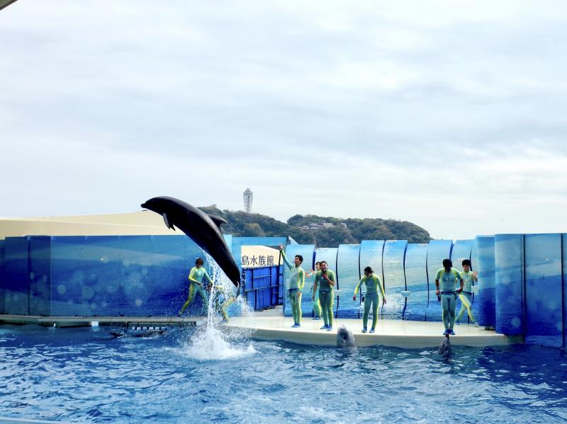 イルカと人とが織りなすショーに感動！