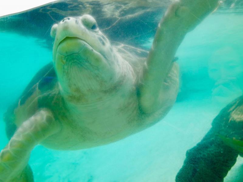可愛らしい生き物たちを間近で見られる♪