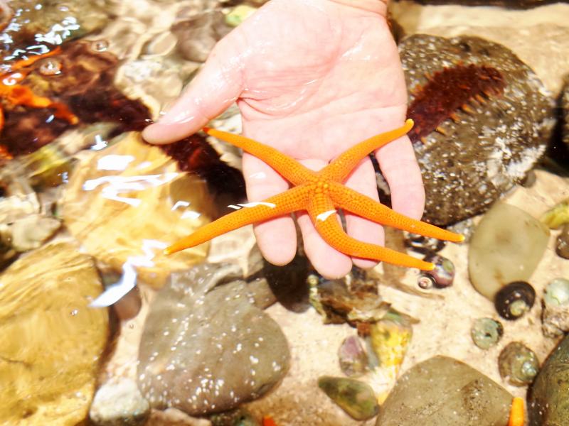 ヒトデやサメなどに直接触れられるタッチプール。触ってみると新たな発見も！