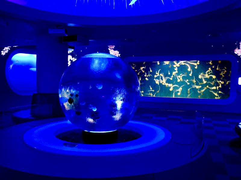 幻想的な雰囲気の中で見るクラゲの様子は、究極の癒し効果♪