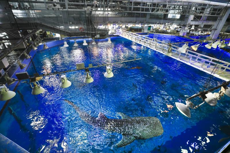 「黒潮探検」では大水槽を上からのぞくことができます