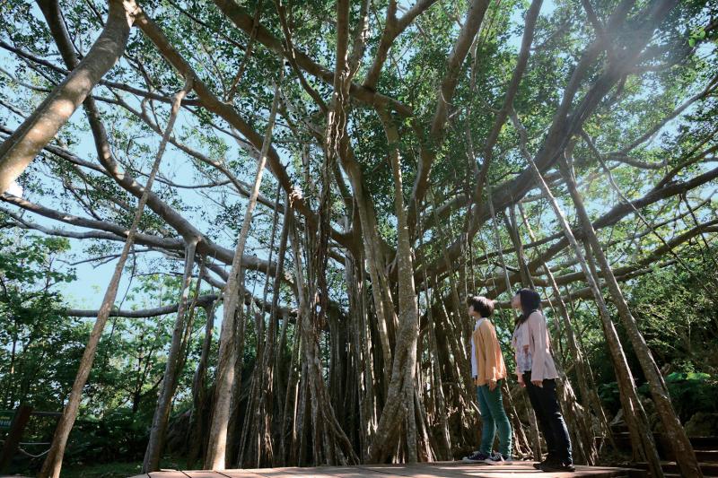 御願（うがん）ガジュマル。聖地のひとつ
