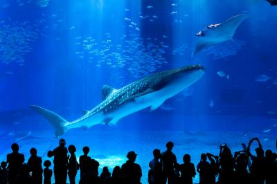 「黒潮の海」大水槽ではジンベエザメが悠々と泳ぐ姿に感動