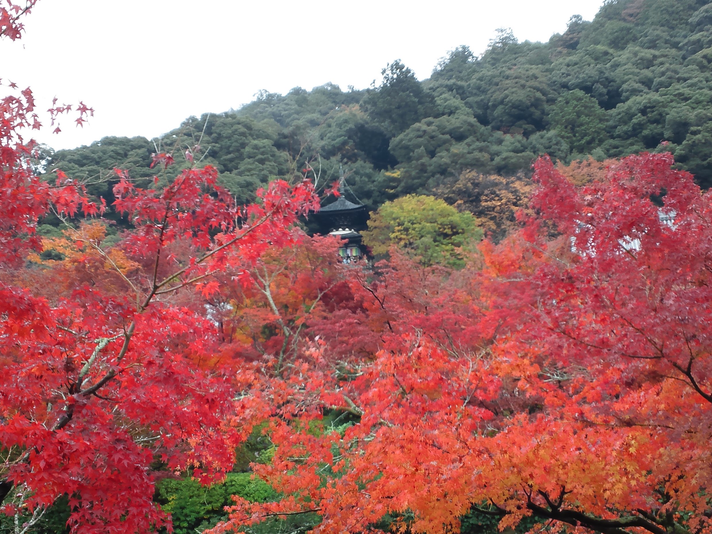 色鮮やかな紅葉の先に見える多宝塔