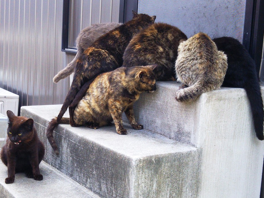 「猫の島」としても知られています