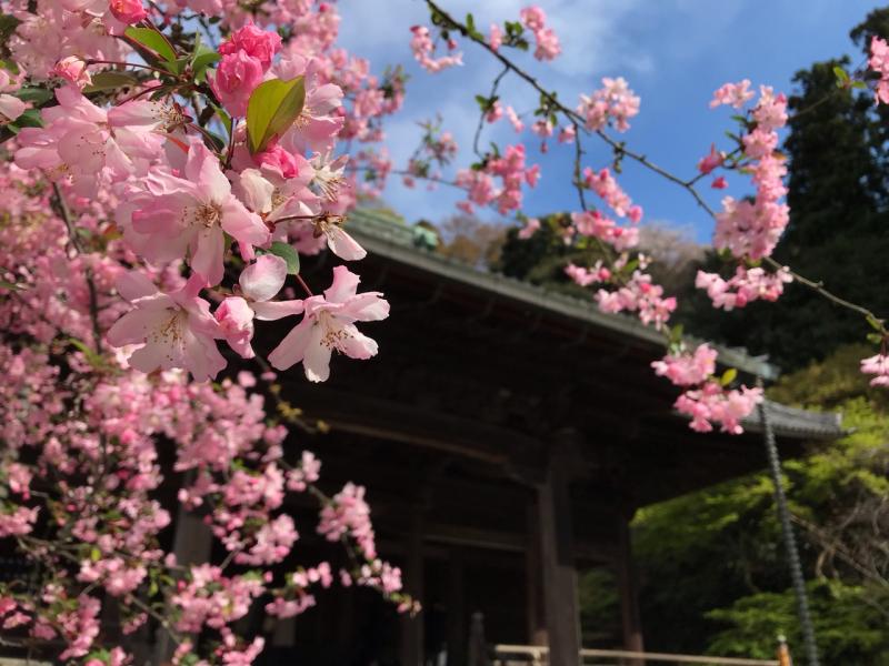 4月に咲く海棠（カイドウ）