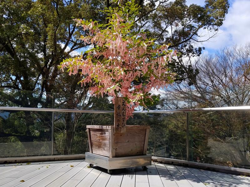 竈門神社-幸福の木