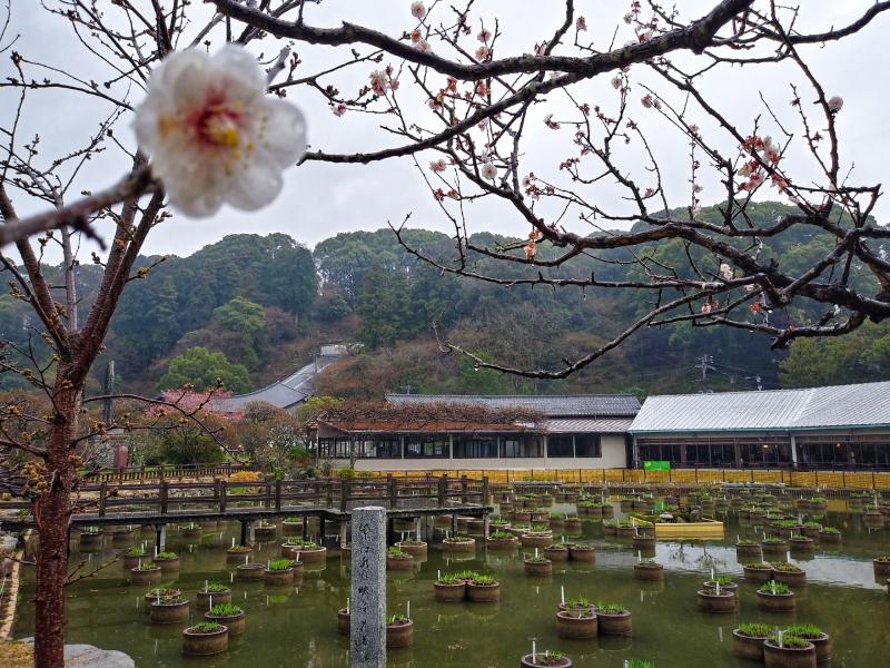 太宰府天満宮-散策コースの景色