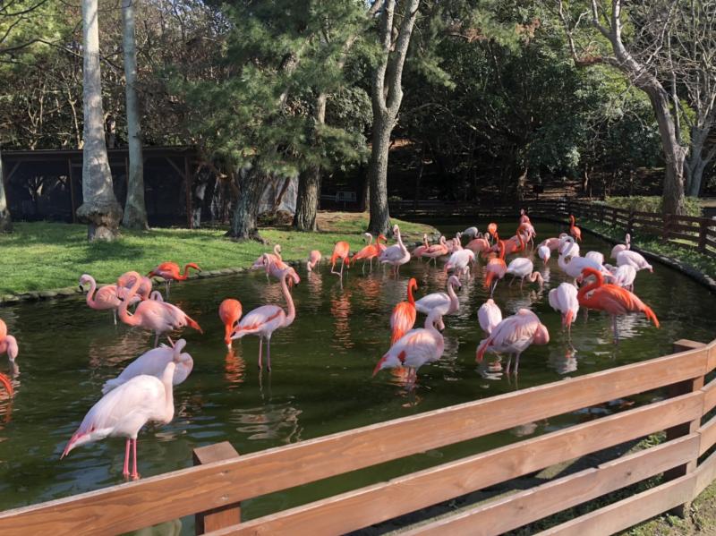 海の中道海浜公園-動物の森（フラミンゴ）