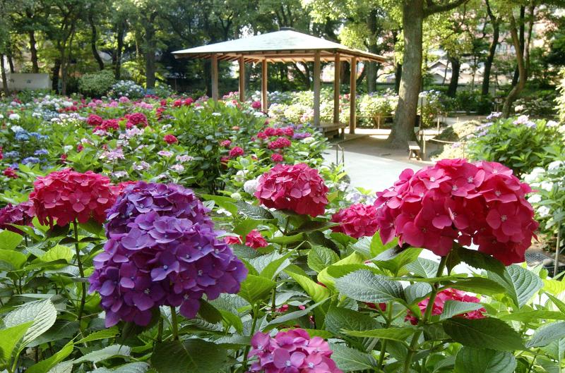 筥崎宮-季節の花が香る、神苑花庭園