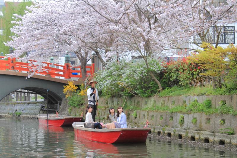 柳川水郷-春は桜が舞う、柳川水郷の川下り