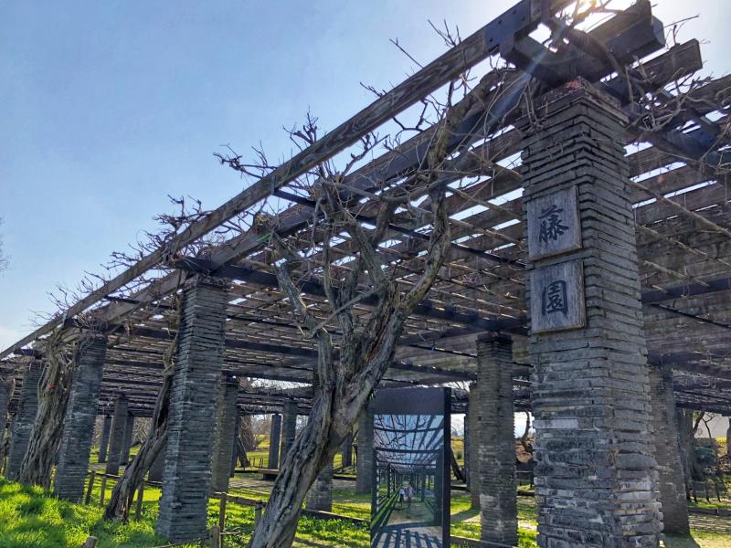 福岡城跡 (舞鶴公園)-名島門近くの藤園