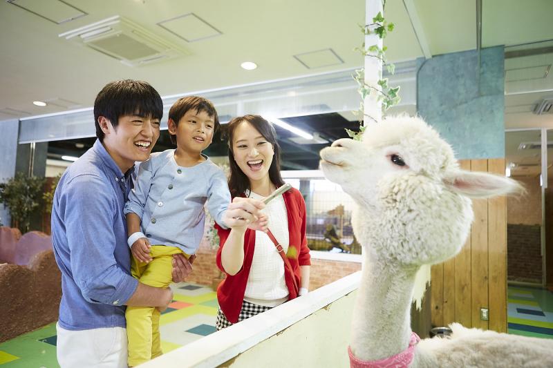 人気の「どうぶつハグハグたうん」のアルパカ