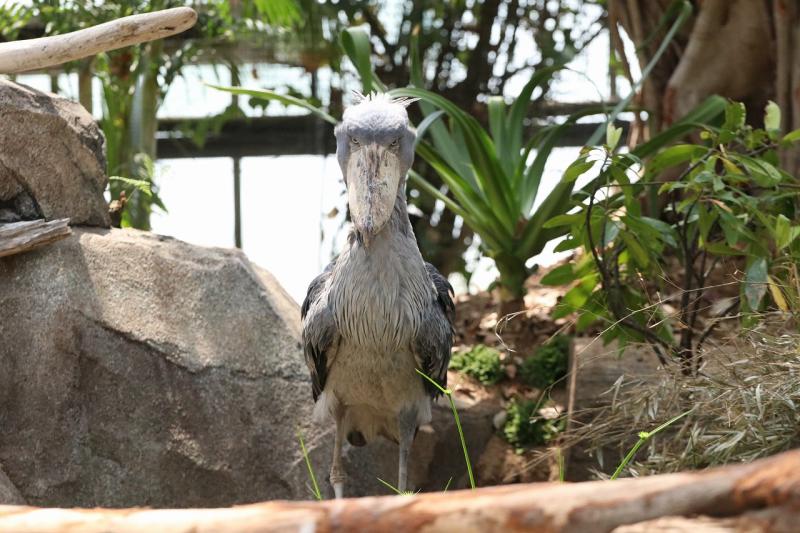 彫像のように動かないハシビロコウ