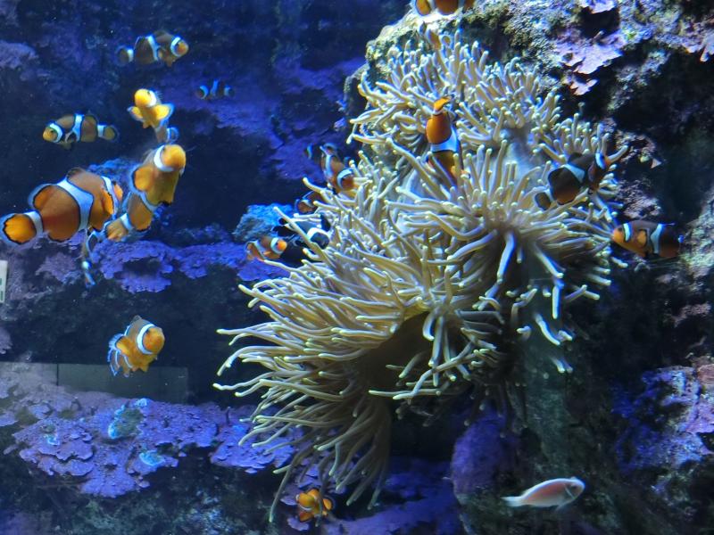 クマノミとイソギンチャクの共生する様子