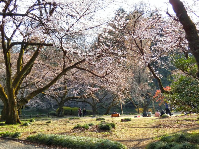 都心とは思えない雰囲気の園内