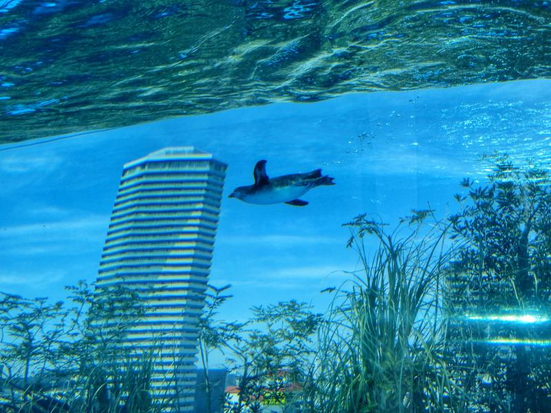 横から見るとビルの間を泳いでいるようです