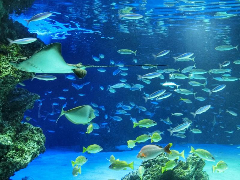 大きなエイが泳ぐ「サンシャインラグーン」