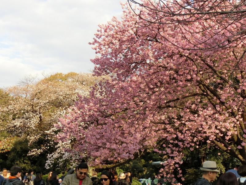 大きな桜の木は見ごたえがあります