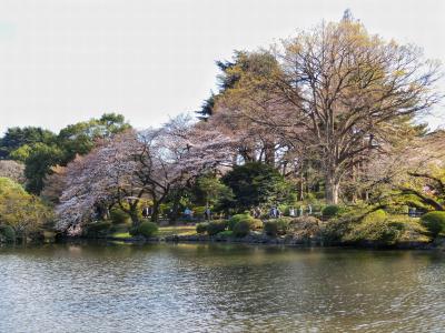 日本庭園エリアでは水辺に咲く桜も美しい