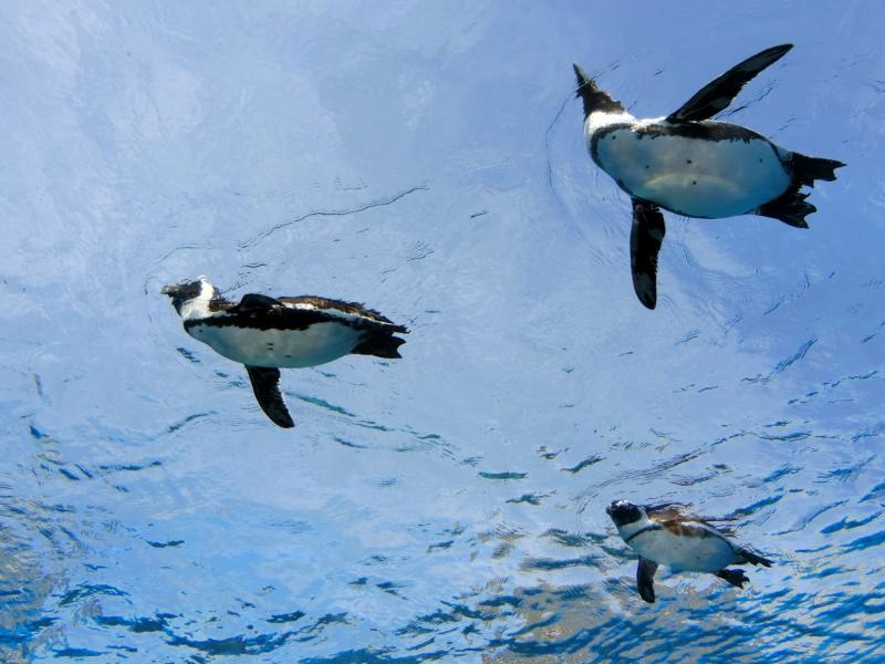 上空を飛ぶように泳ぐケープペンギン