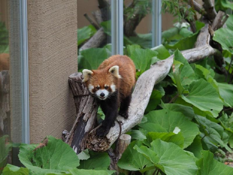 “動物園のアイドル”レッサーパンダがかわいい！