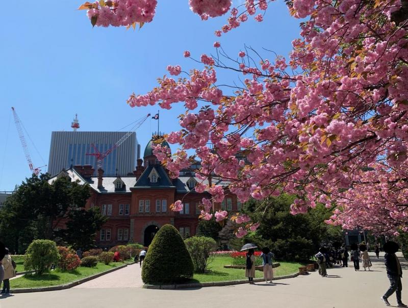 桜越しの北海道庁旧本庁舎も美しい！5月が見頃