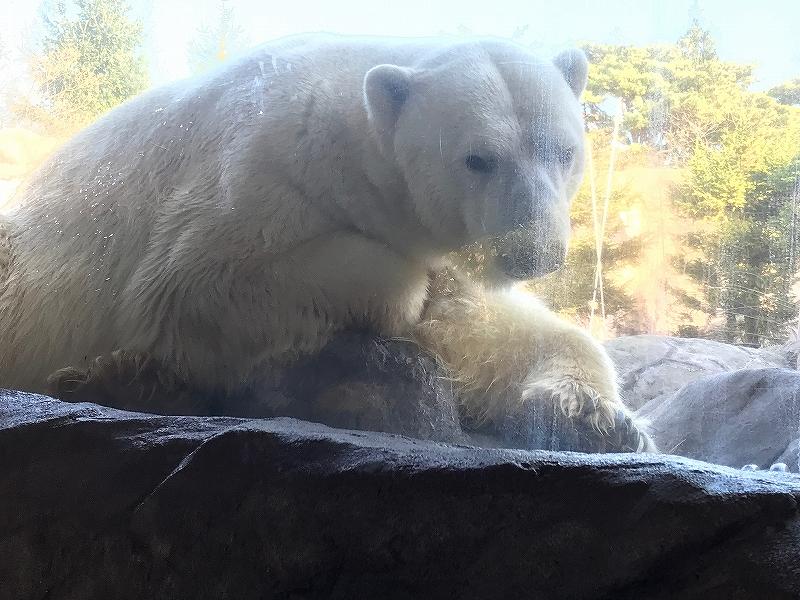 シロクマ。かわいいけど怖い！