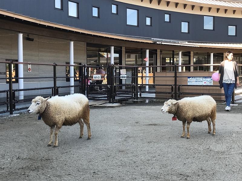 ふれあいの丘。家族連れに人気です！