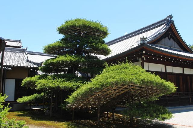 方丈の前にある立派な枝ぶりの陸舟の松