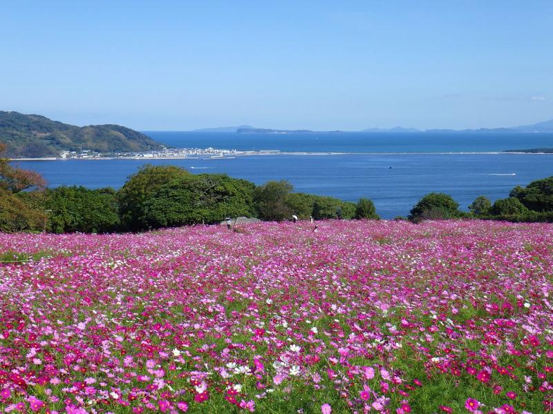 能古島-秋はコスモスの花が見ごろを迎えます。奥に見えるのは海の中道