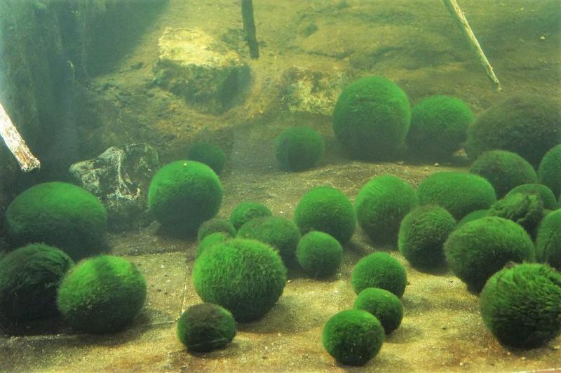 マリモ展示観察センターの大水槽に沈む、たくさんのマリモたち