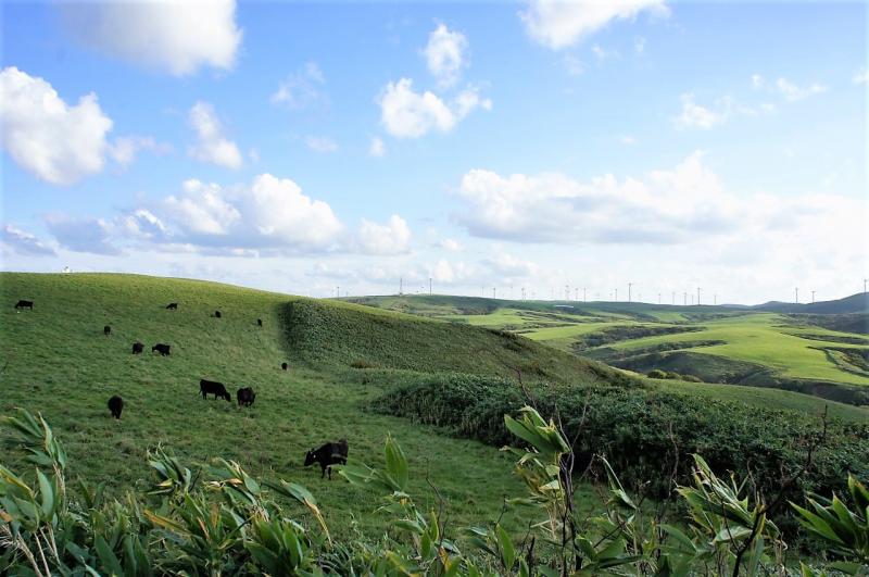 ブランド牛「宗谷黒牛」を生産する宗谷岬牧場と、国内最大級の宗谷岬ウインドファーム