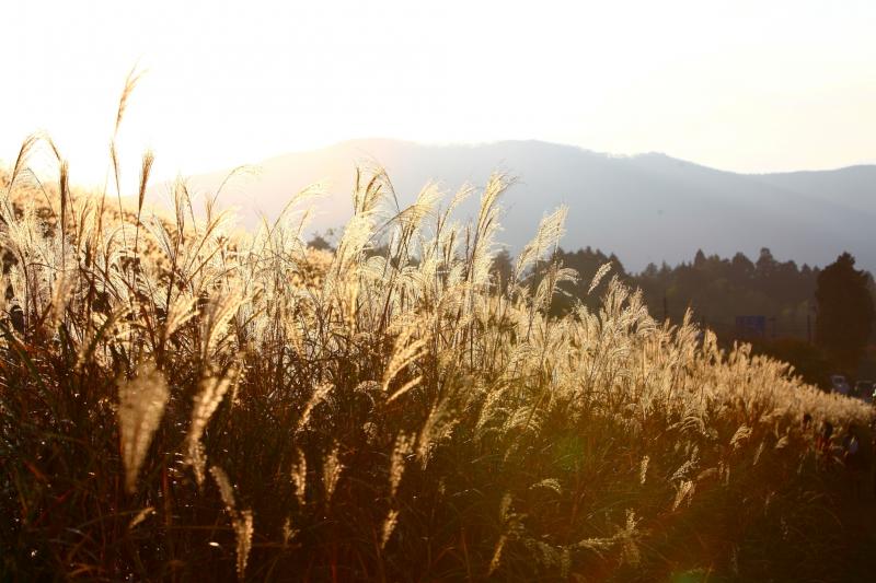 夕陽に照らされて黄金色に染まるすすき