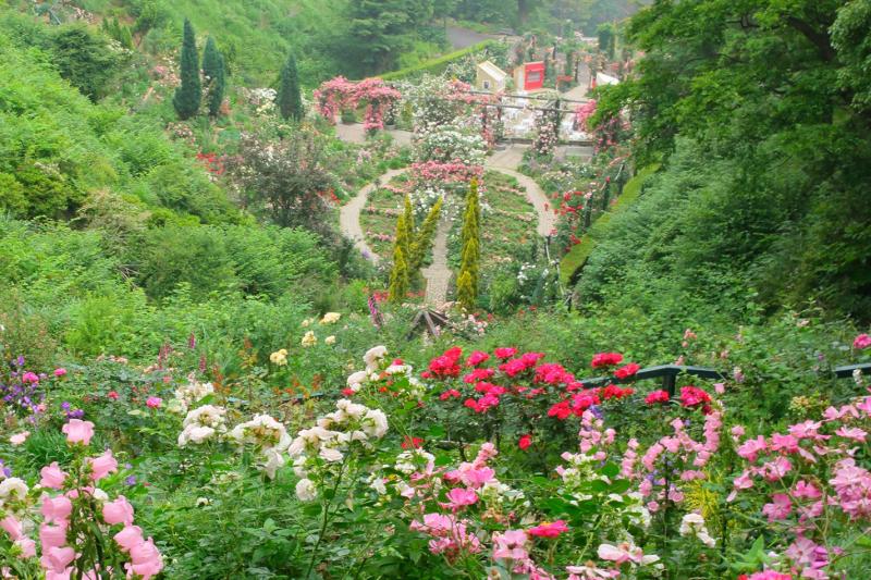 斜面がバラやチューリップで彩られたバラの谷