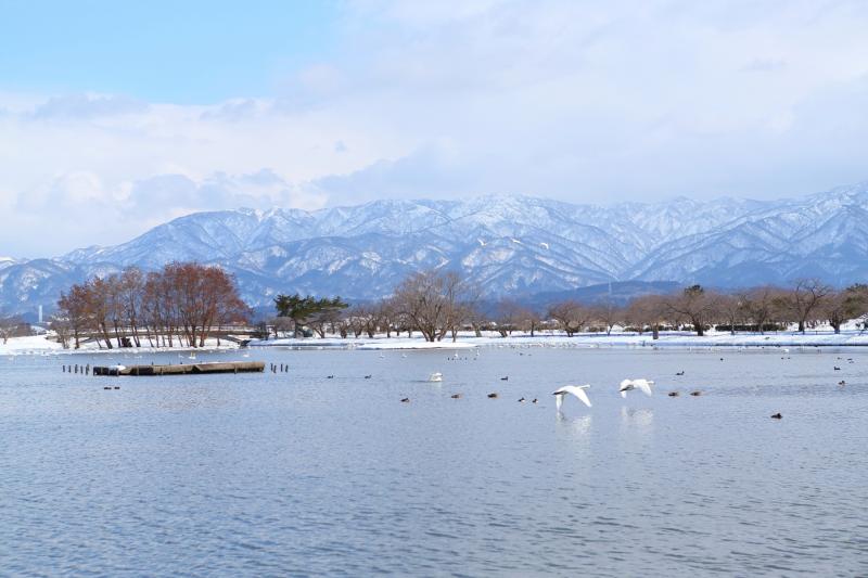 白銀の世界に溶け込むように優雅に飛ぶ白鳥
