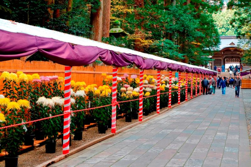 毎年秋に行なわれる菊まつり