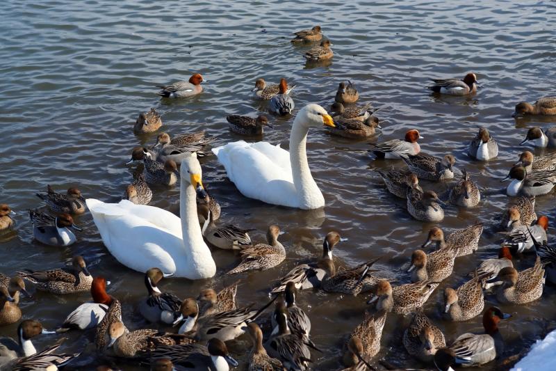 エサを持って近づくと数多くの野鳥が集まってきます