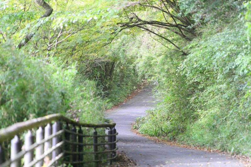 箱根園と箱根九頭龍の森の間は自然豊かな遊歩道が続く