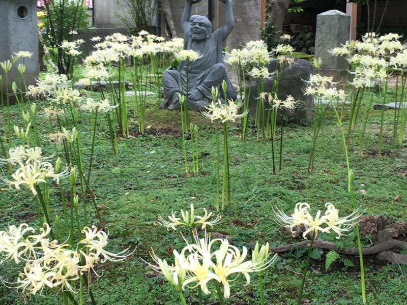 秋には珍しい白い彼岸花が群生することで有名