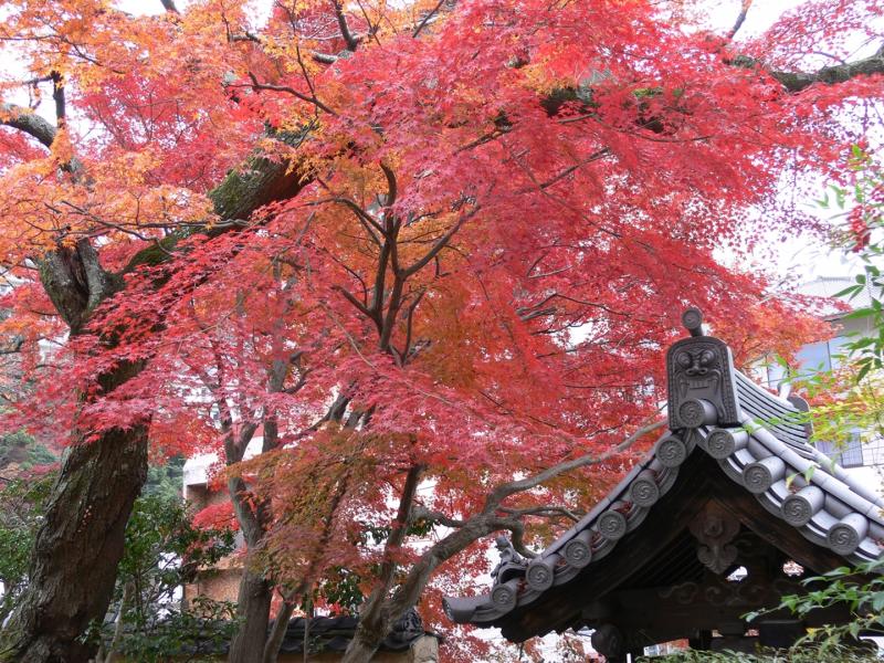 善福寺の紅葉も楽しみ