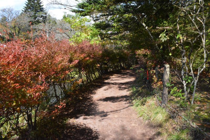 遊歩道は舗装されていないので、歩きやすい靴を履いて散策を