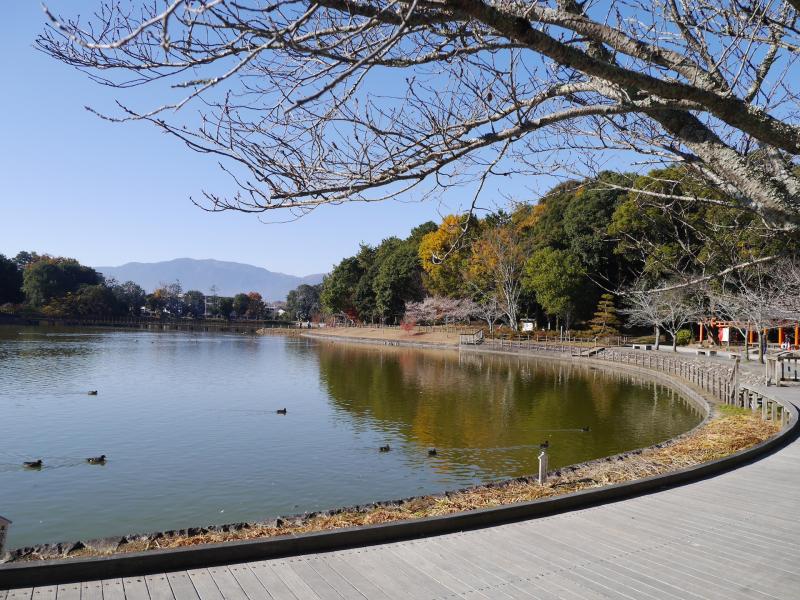 春の桜の時期など、境内にある深田池での散策も楽しみ