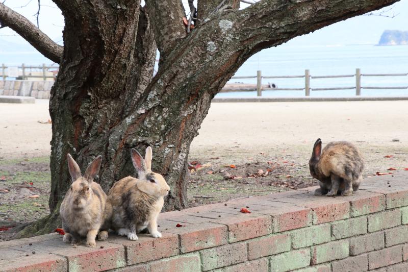 大久野島 観光 アクセス 営業時間 基本情報ガイド 広島県 竹原 三原 トラベルコ