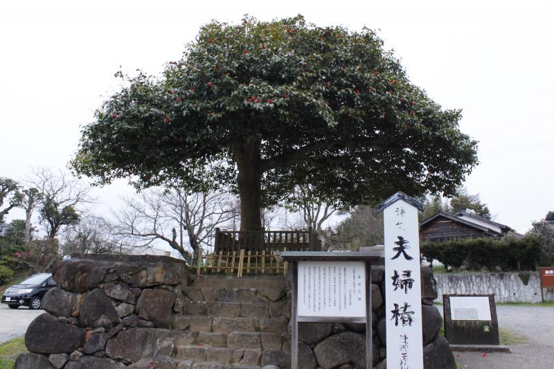 境内には二股の「夫婦椿」が三本ある