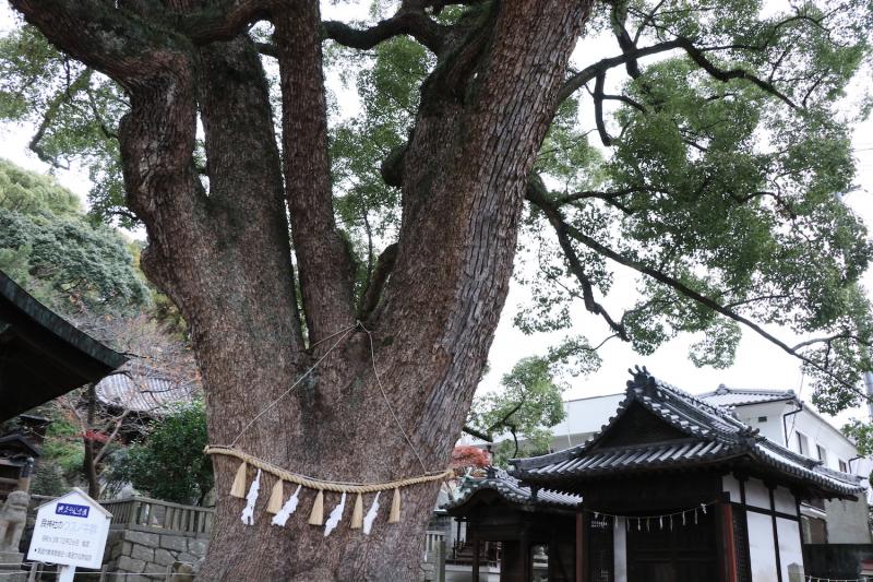 三つ又に分かれた幹が印象的な樹齢900年から1000年のクスノキ