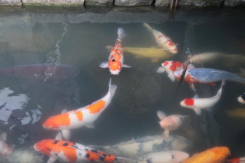 掘割の鯉は人懐っこく、人が近づくと寄ってくる