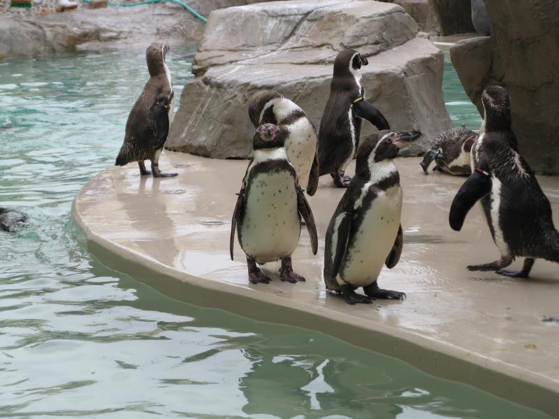 フンボルトペンギンの散歩風景にも癒やされます
