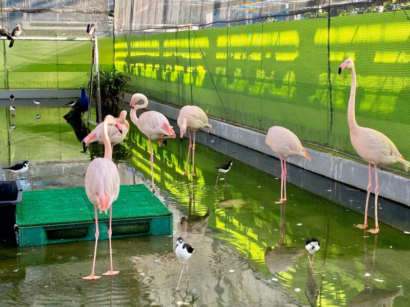 ピンク色がきれいなフラミンゴ